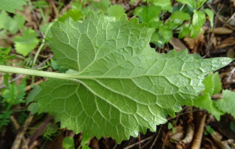 Lunaria annua - Brassicaceae